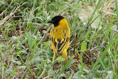 Ploceus melanocephalus