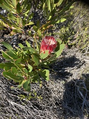 Protea obtusifolia