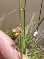 Schoenoplectus decipiens