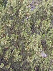 Diospyros austro-africana