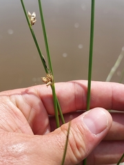 Schoenoplectus decipiens