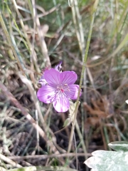 Geranium viscosissimum