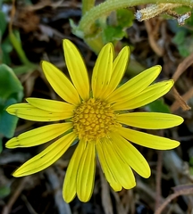 Arctotheca prostrata