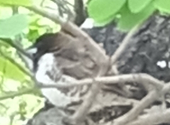 Spermestes cucullata