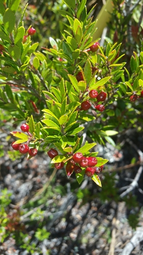 Vaccinium madagascariense image