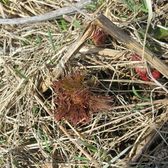 Paeonia tenuifolia