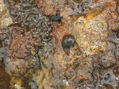 Glossiphonia complanata