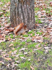 Sciurus vulgaris