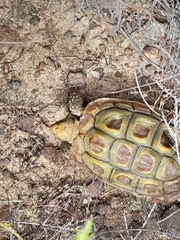 Homopus areolatus