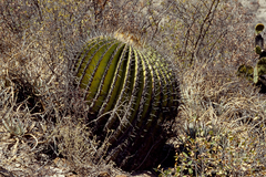 Echinocactus platyacanthus