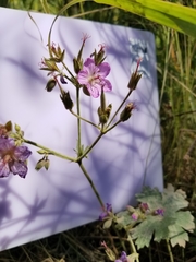 Geranium viscosissimum