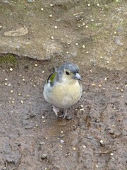 Fringilla coelebs maderensis
