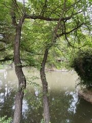 Planera aquatica