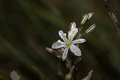 Chlorophytum graminifolium