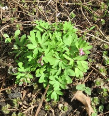 Corydalis intermedia