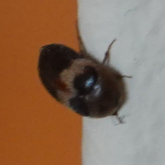 Attagenus fasciatus