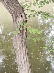 Planera aquatica