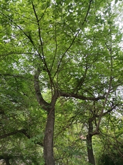 Planera aquatica