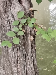 Planera aquatica