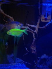 Gymnocorymbus ternetzi