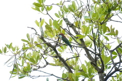 Merops viridis