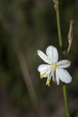 Chlorophytum graminifolium