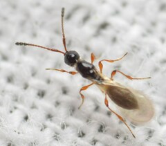 Trichopria verticillata