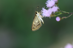 Callimormus juventus