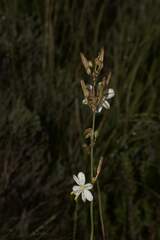 Chlorophytum graminifolium