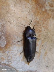 Elateridae