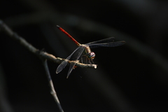 Lathrecista asiatica