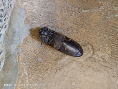 Elateridae