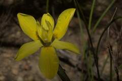 Moraea bituminosa