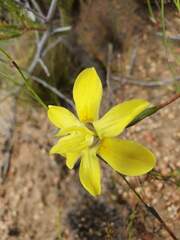 Moraea bituminosa