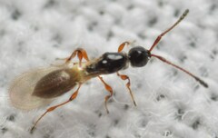 Trichopria verticillata