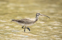 Numenius phaeopus hudsonicus