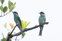 Merops viridis