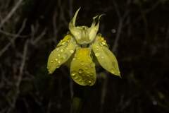 Moraea bituminosa