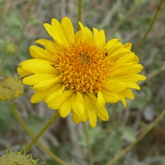 Encelia virginensis