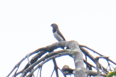 Lonchura leucogastroides