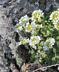 Schivereckia podolica