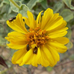 Encelia virginensis