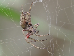 Parawixia
