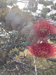 Eucalyptus rhodantha