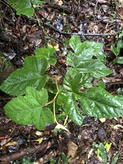 Rubus reflexus hui