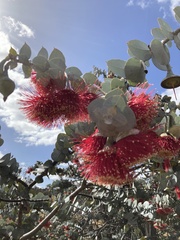 Eucalyptus rhodantha
