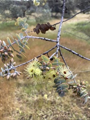 Eucalyptus kruseana