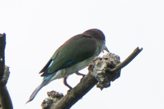 Merops viridis
