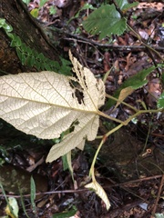 Rubus reflexus hui