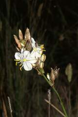 Chlorophytum graminifolium
